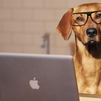 Diverse online trainingen; Jij en je hond